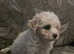Stunning little Cavachon girl