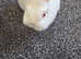 2.5year old female baby Netherland dwarf for loving home