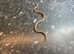Variable King Snake at Birmingham Reptiles