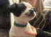 Jack Russell x chihuahua