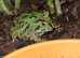 Friendly Juvenile samurai blue Pacman Frog for sale