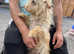 Female JackRussell cross Westhigland Terrier