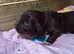 5 beautiful cocker spaniel pups looking for there forever home