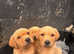 Kc registered working Labrador puppies