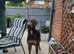 Tyson blue male doberman