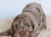 Health tested chocolate Merle F2B cockapoo litter