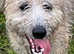 Bedlington whippet