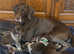 Beautiful pedigree German shorthaired pointer litter