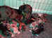 2 male dachshunds