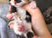 Tuxedo X British longhair kittens