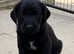 3/4 Labrador x 1/4 GW Pointer