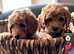Gorgeous Cavapoo puppies