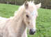 Lovely Welsh Cob brood mare, excellent bloodlines,