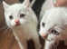 PURE WHITE KITTEN