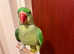 Stunning baby alexandrine parrot for sale