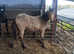 PT breed filly by pentpont stud