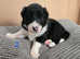 Beautiful Purebred Border Collie Puppies