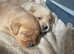 Labrador puppies