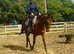Sweetest sports horse gelding