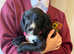 5 Black and white Cocker spaniels for sale