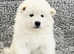 KC Registered Samoyed Puppies