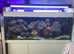 Complete Marine Reef Aquarium with Soft Corals.