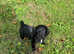 Working Sprocker puppies *3 girls left*
