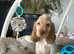 3 adorable show cocker spaniel boys