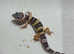 leopard Geckos now available