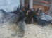 Rhode rock p.o.l hens for sale