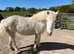 Rainbow - 13hh - 14year old project pony