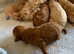 Pick ur red toy poodle up today !!