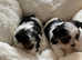 Beautiful female Biewer Yorkshire terriors