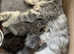 Maine coon cross babies
