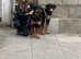 Rottweiler puppies Huntly ready now only 1 female left