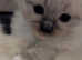 Pure ragdoll kittens for sale