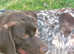 Lucy 3 year old German Short haired pointer