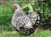 Silver laced Wyandotte bantams point of lay