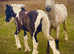 Who's for a big Dun Filly !!