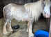 Cob gelding
