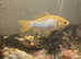 Gold fish