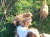 Stunning cavapoo puppies