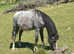 Smart A colt