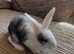 Litter of 5 beautiful mixed breed giant bunnies
