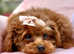 Asian Toy Poodle (Korean & Chineese) VERY small