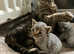 GCCF Registered Pedigree Devon Rex Kittens