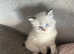 Last boy ragdoll kitten