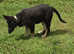 GSD black tan female