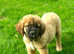 Leonberger look puppies Ready now
