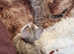 Bengal kittens for sale just 3 female left . Rare pure